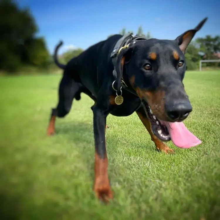 Dobermann