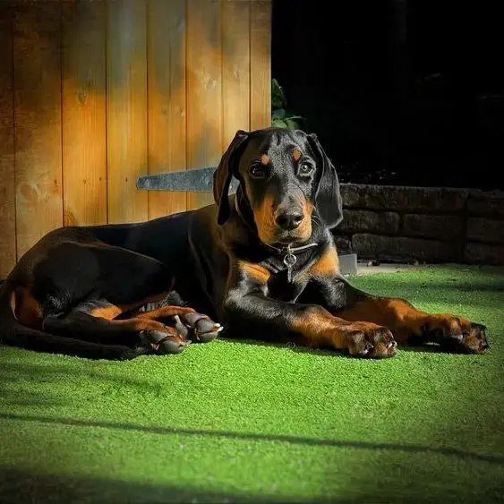 Dobermann