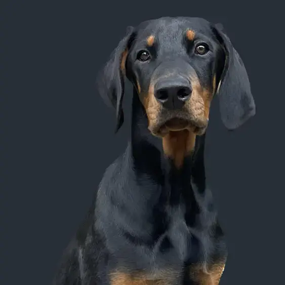 Dobermann