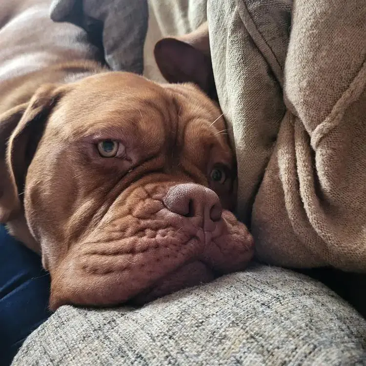 Dogue de Bordeaux