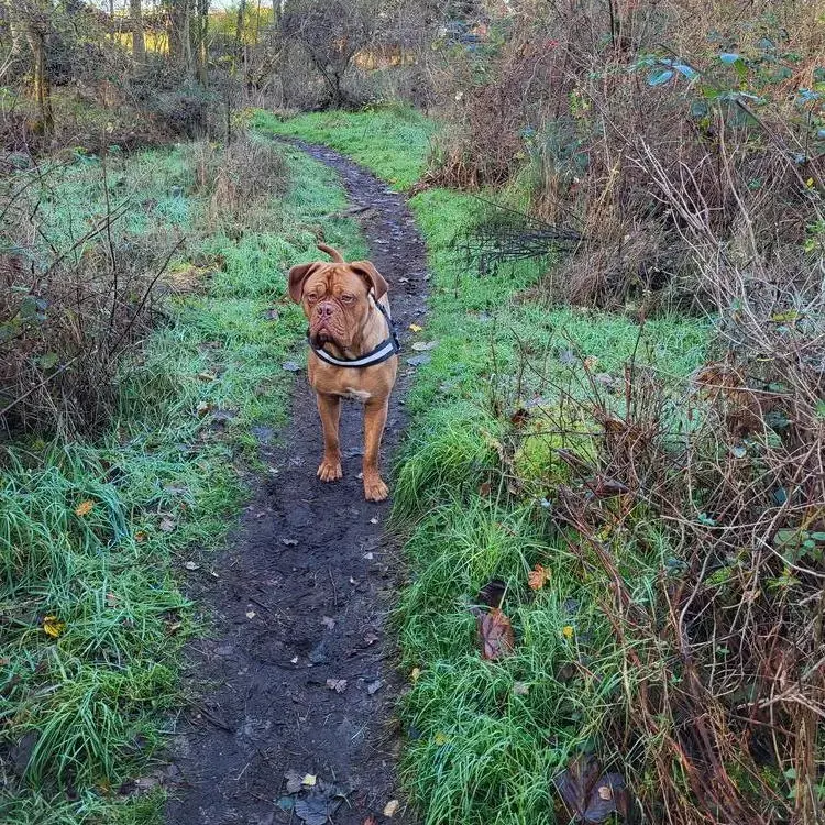 Dogue de Bordeaux