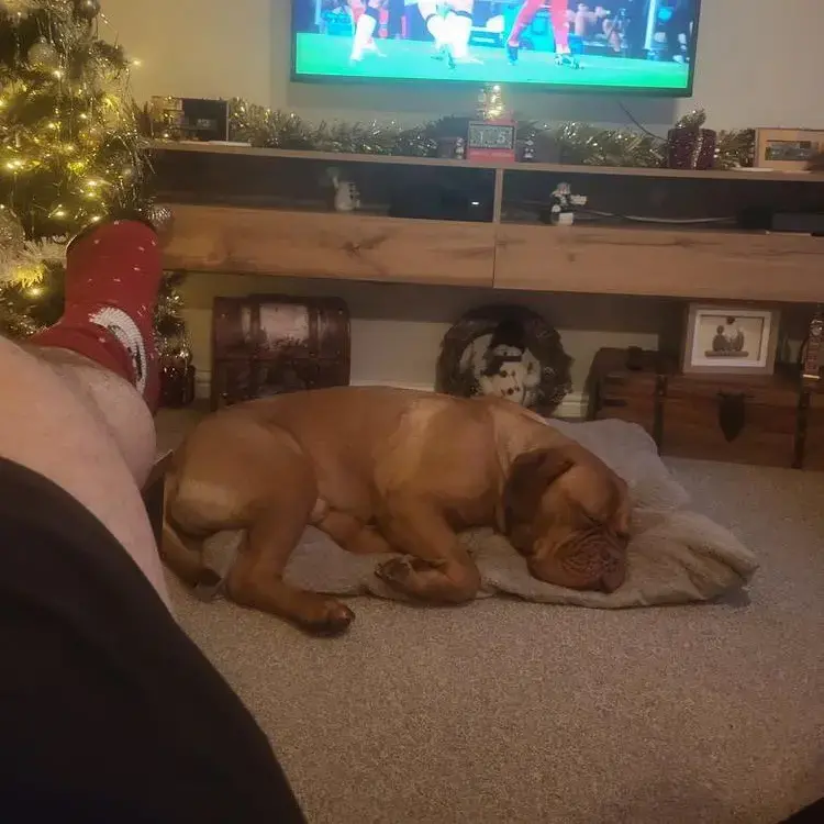 Dogue de Bordeaux