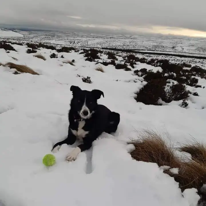 Border Collie