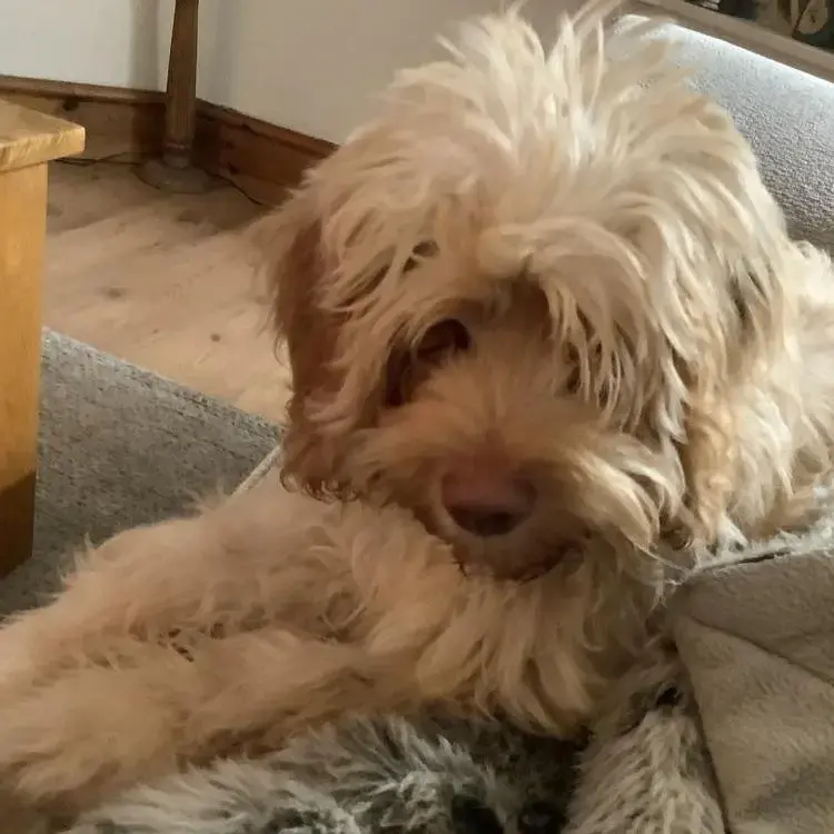 Lagotto Romagnolo