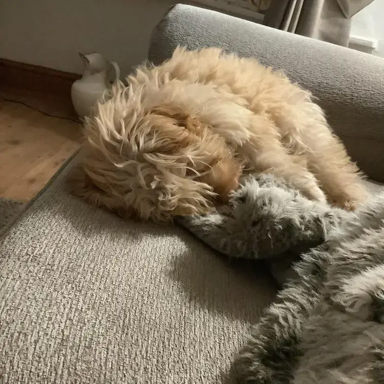 Lagotto Romagnolo