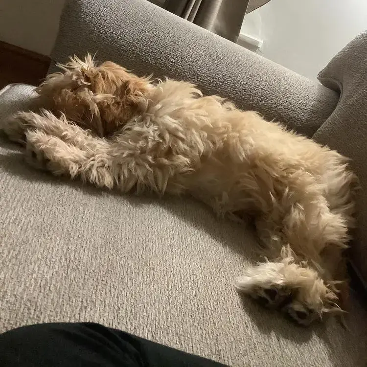 Lagotto Romagnolo