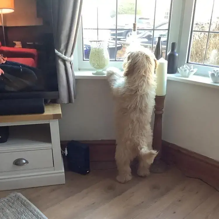 Lagotto Romagnolo