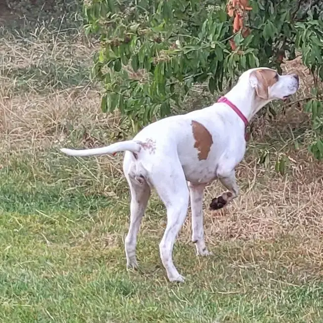Pointer