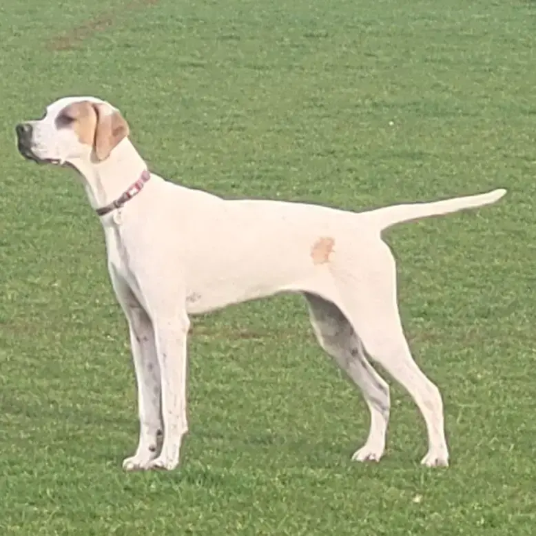 Pointer