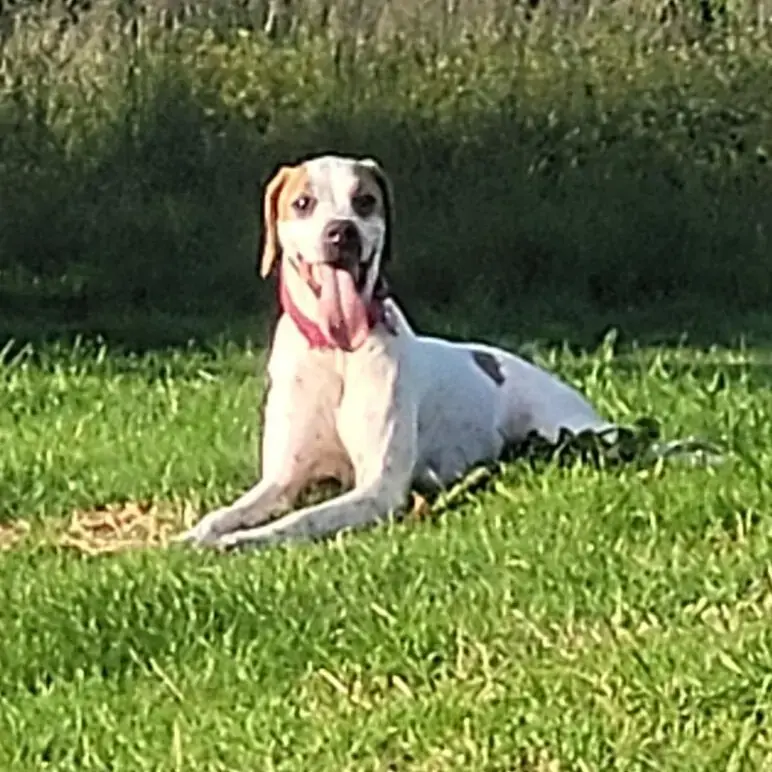 Pointer
