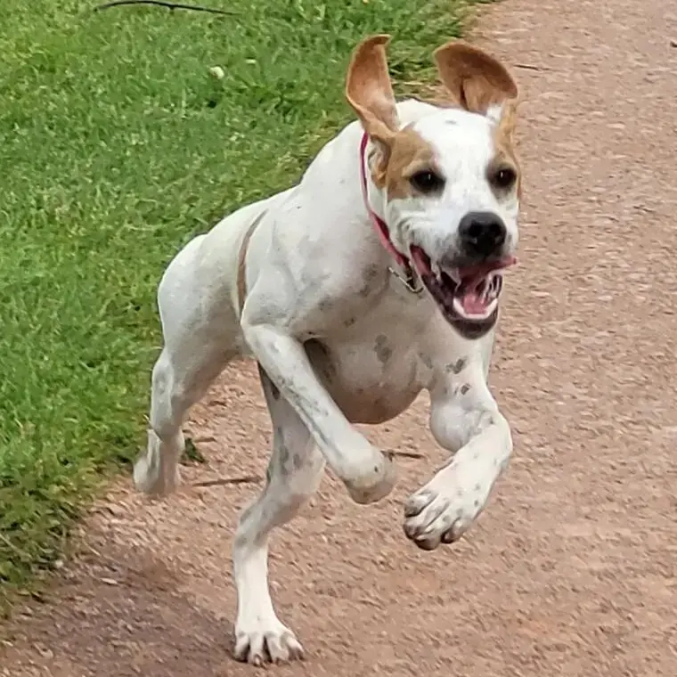Pointer