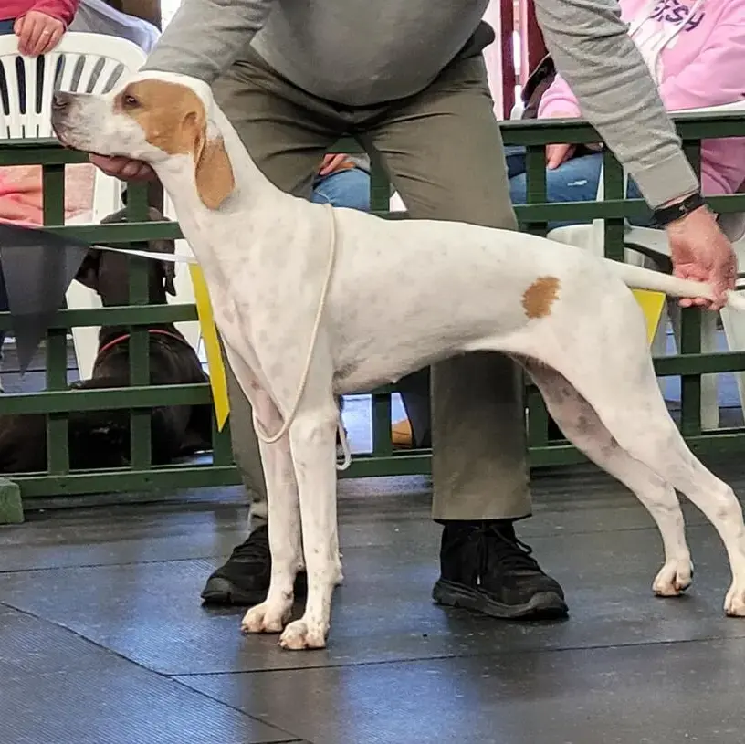Pointer
