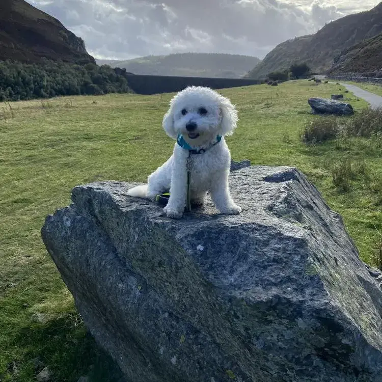 Bichon Frise