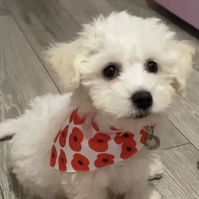 Bichon Frise