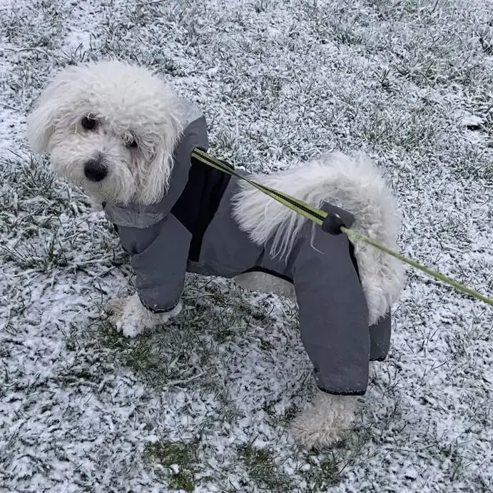 Bichon Frise