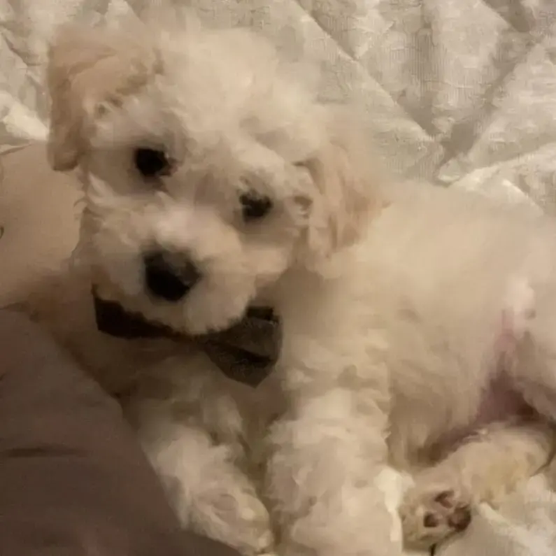 Bichon Frise