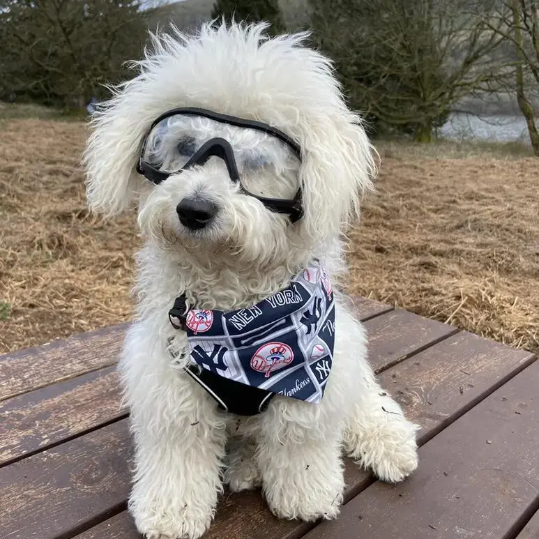 Bichon Frise