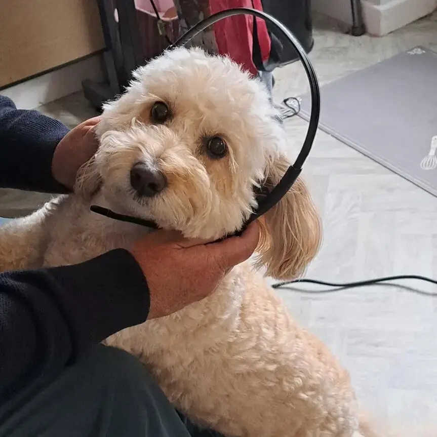 Cockapoo