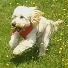 Cockapoo