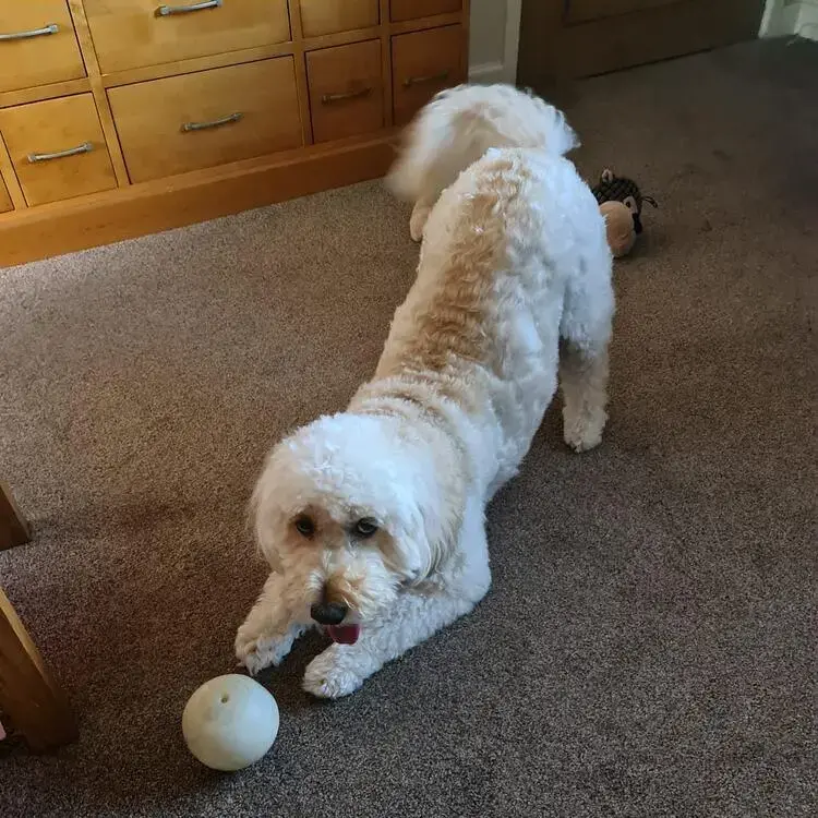 Cockapoo