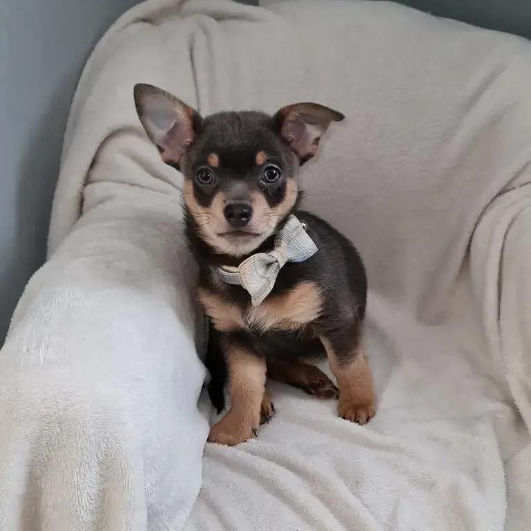 Chihuahua (Smooth Coat)