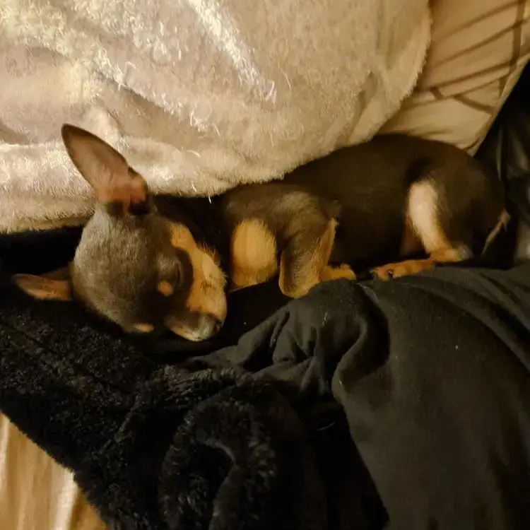 Chihuahua (Smooth Coat)