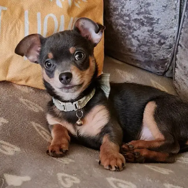 Chihuahua (Smooth Coat)