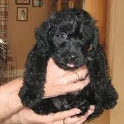 Schnauzer (Miniature)