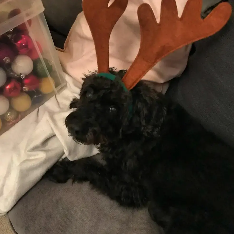 Schnauzer (Miniature)