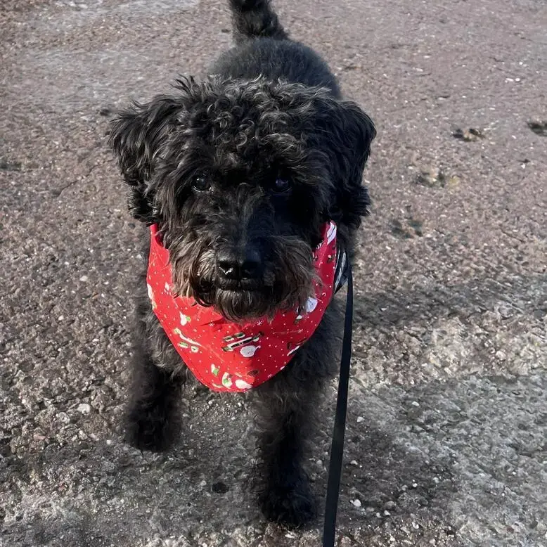 Schnauzer (Miniature)