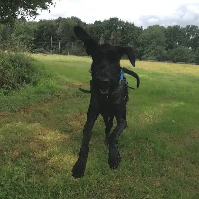 Schnauzer (Giant)