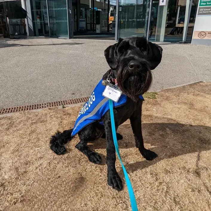 Schnauzer (Giant)