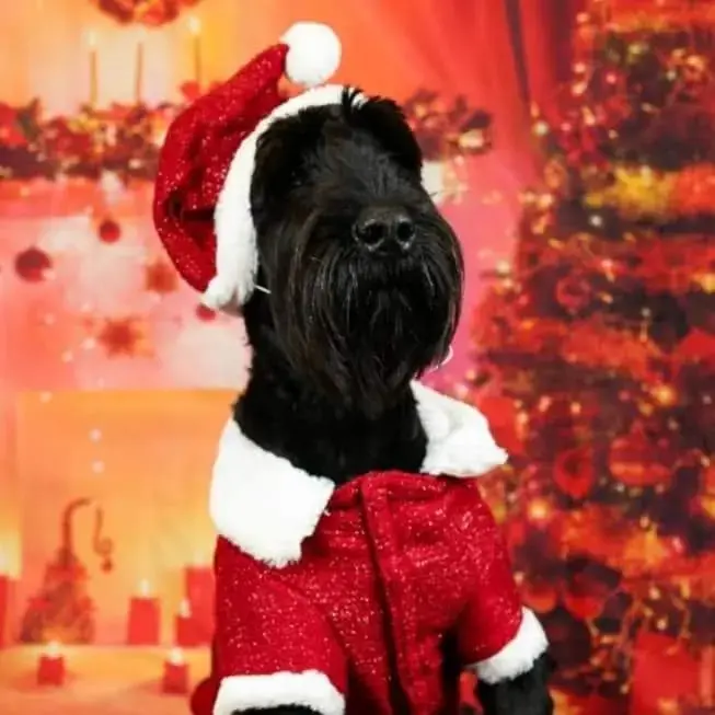 Schnauzer (Giant)
