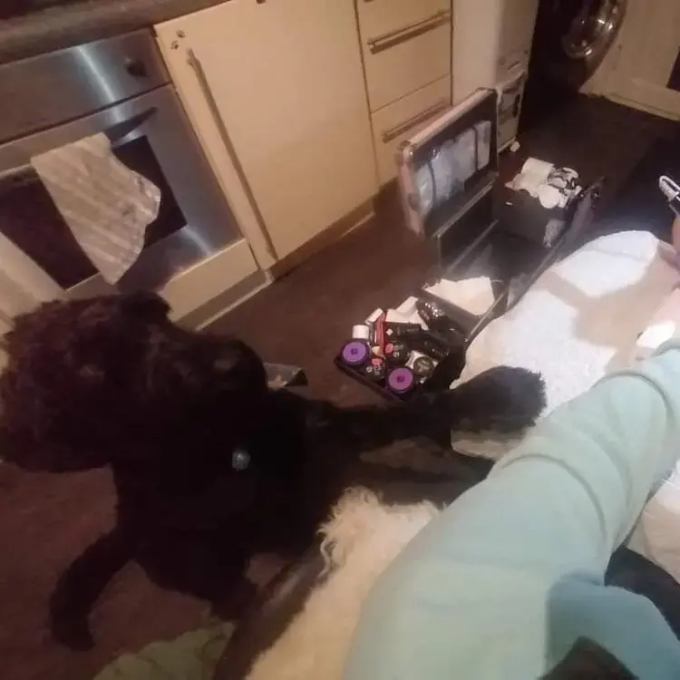 Schnauzer (Giant)