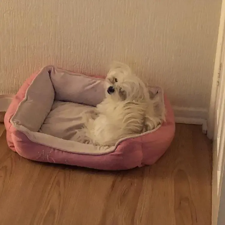 Maltese