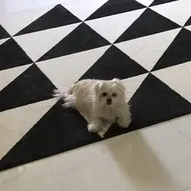Maltese