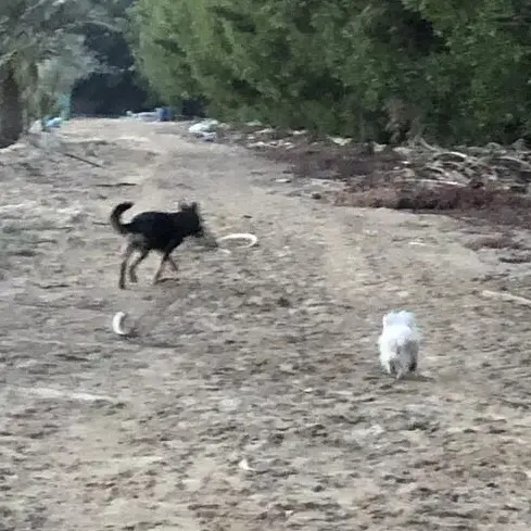 Maltese