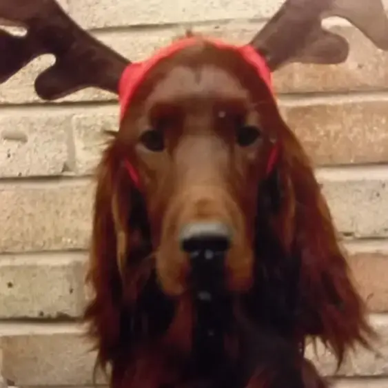 Irish Setter