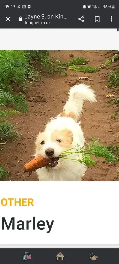 Jack Russell Terrier