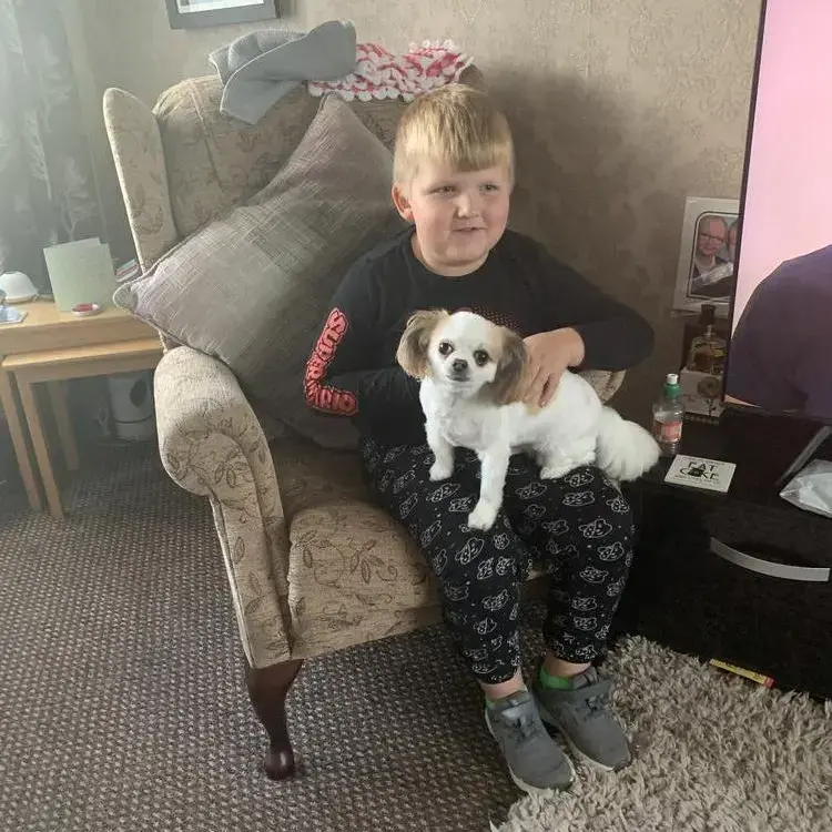 Chihuahua (Long Coat)