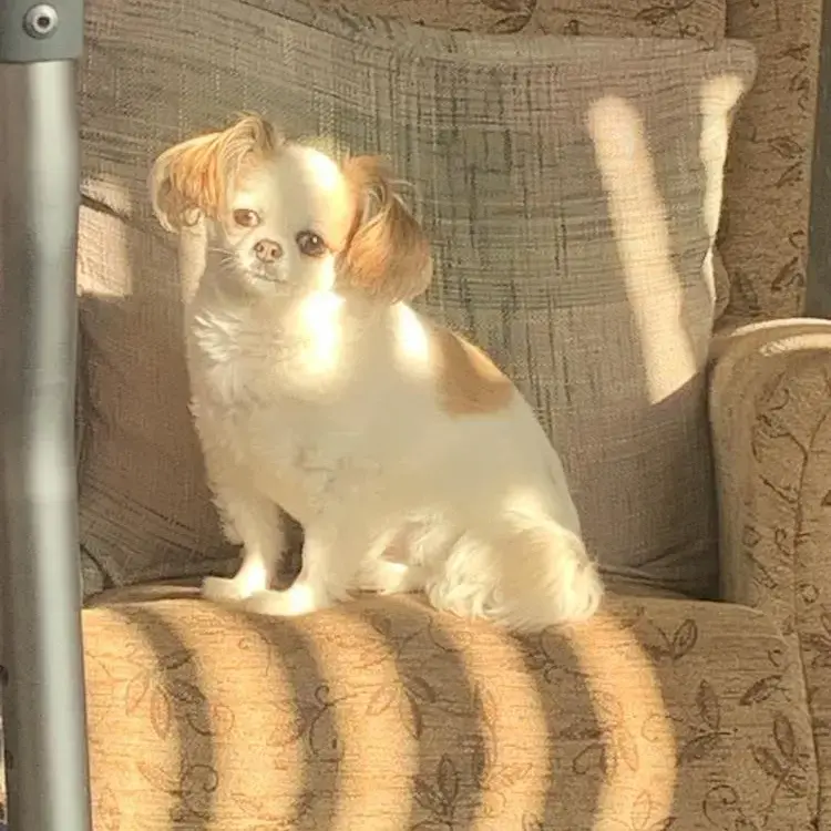 Chihuahua (Long Coat)