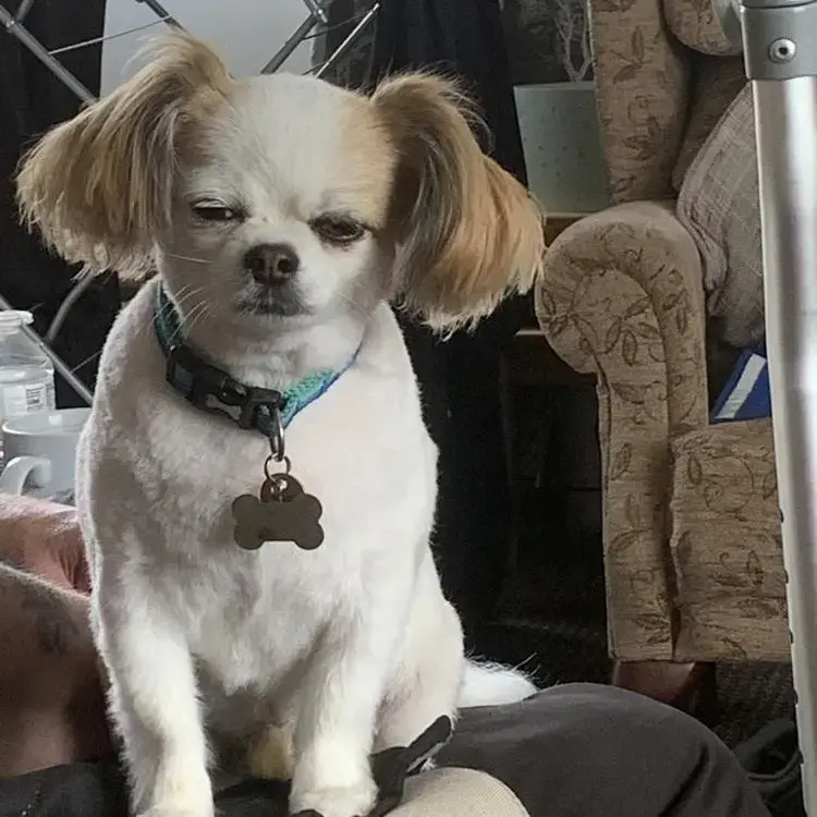 Chihuahua (Long Coat)