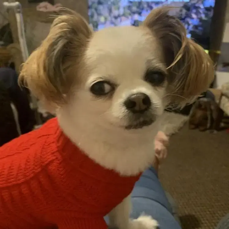Chihuahua (Long Coat)