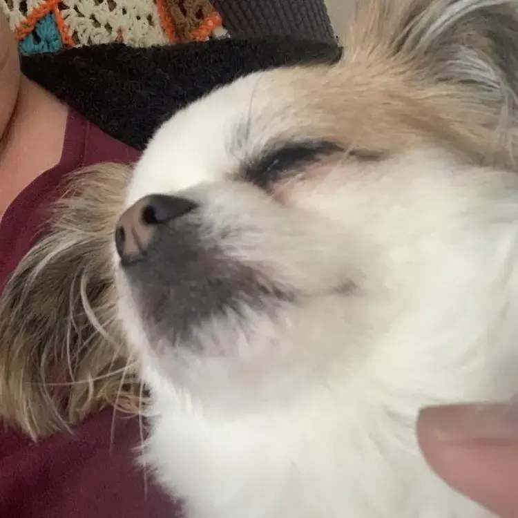 Chihuahua (Long Coat)