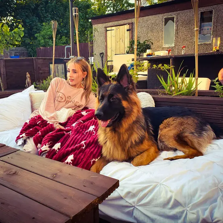 German Shepherd Dog