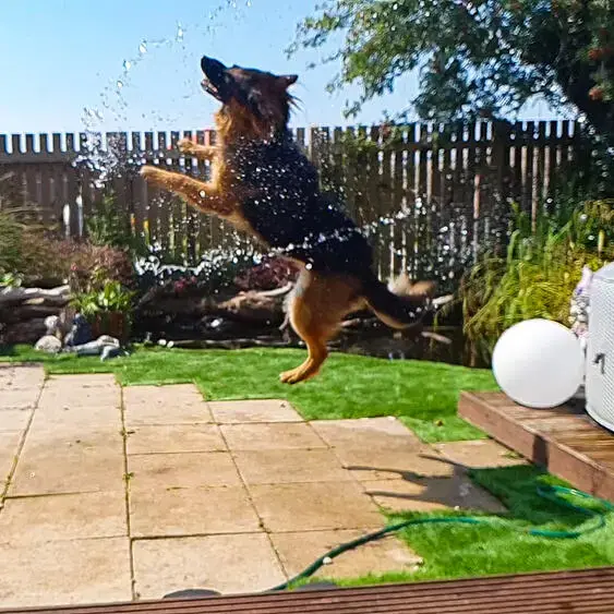 German Shepherd Dog