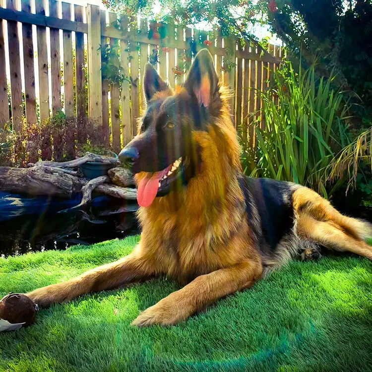 German Shepherd Dog