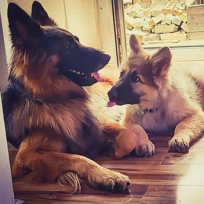 German Shepherd Dog