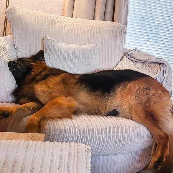 German Shepherd Dog