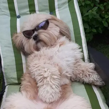 Lhasa Apso